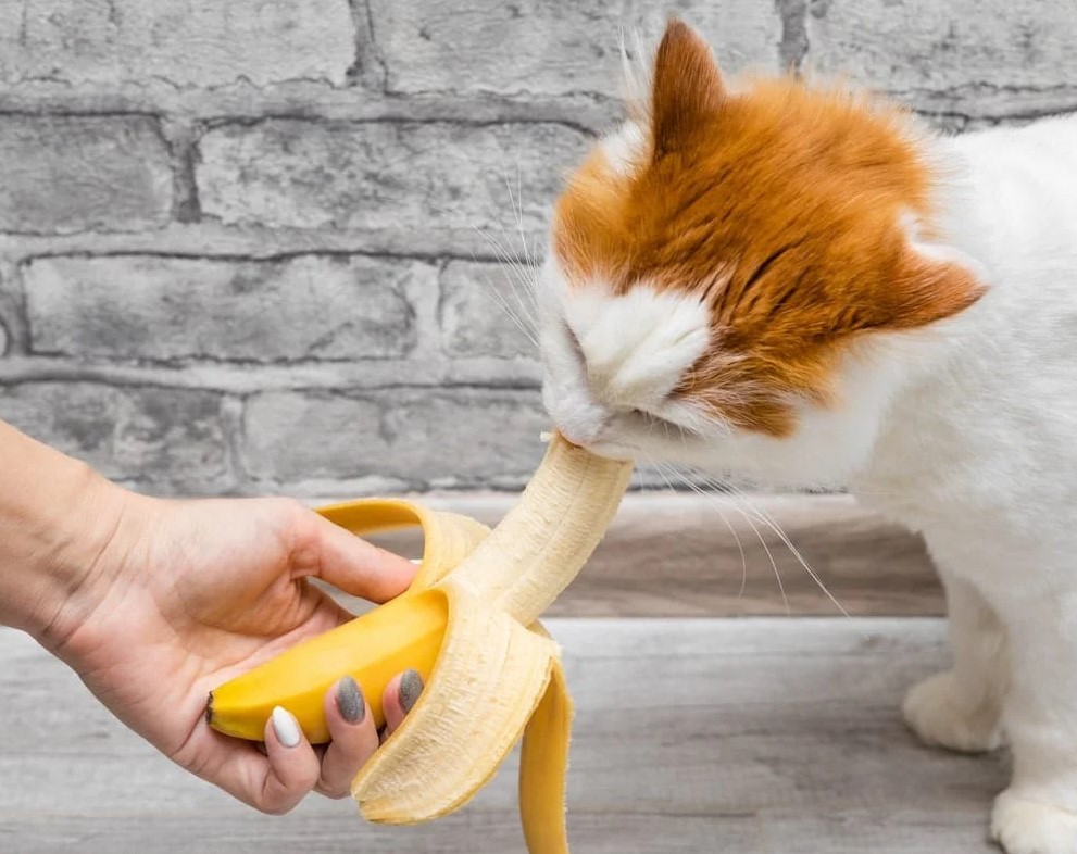 can-cats-eat-bananas-3