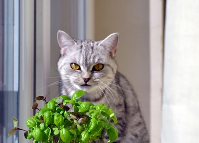 can-cats-eat-basil-2