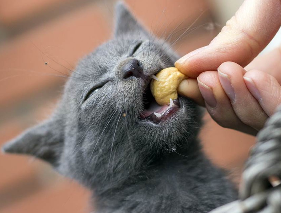 can-cats-eat-cashews-1