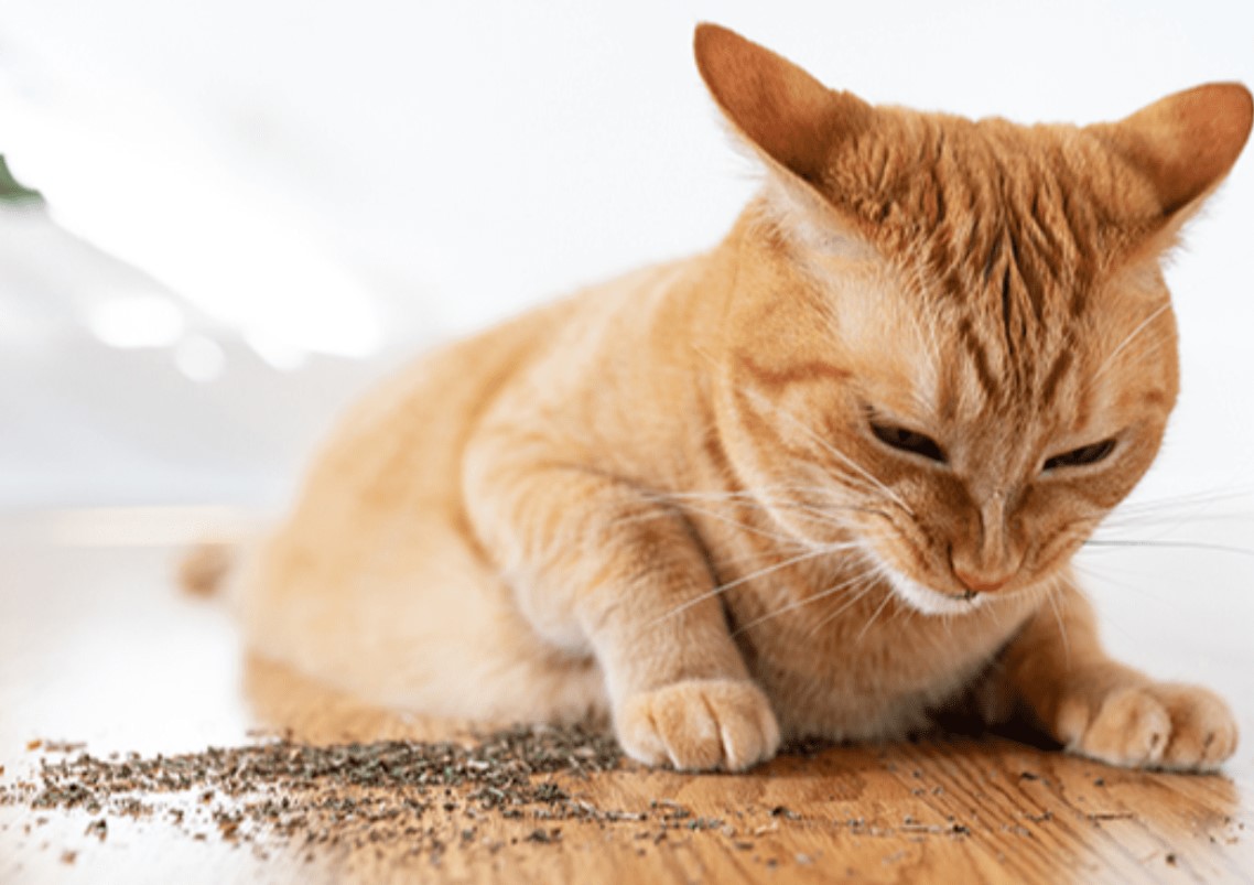 can-cats-eat-catnip-1