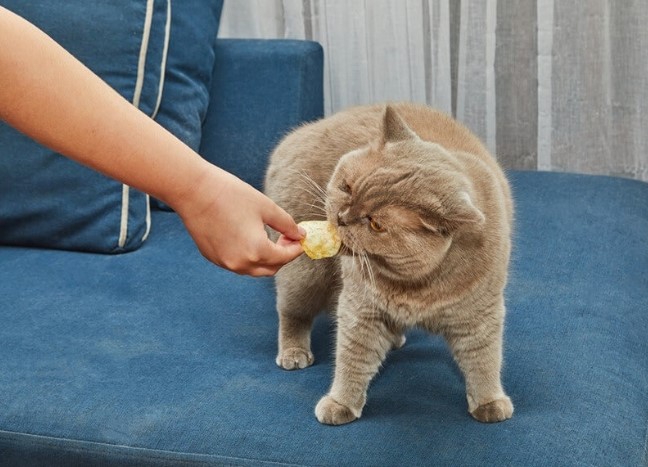 can-cats-eat-doritos-1