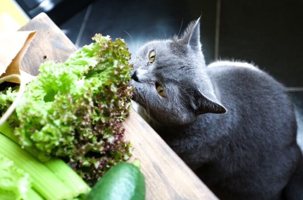 can-cats-eat-lettuce-3