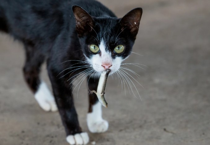 can-cats-eat-lizards-3