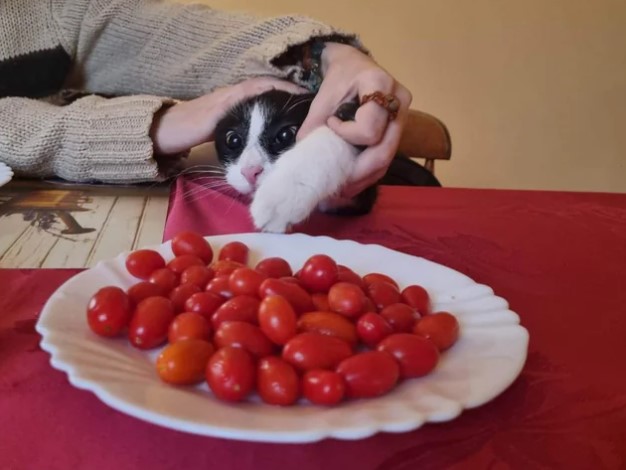 can-cats-eat-tomatoes-4